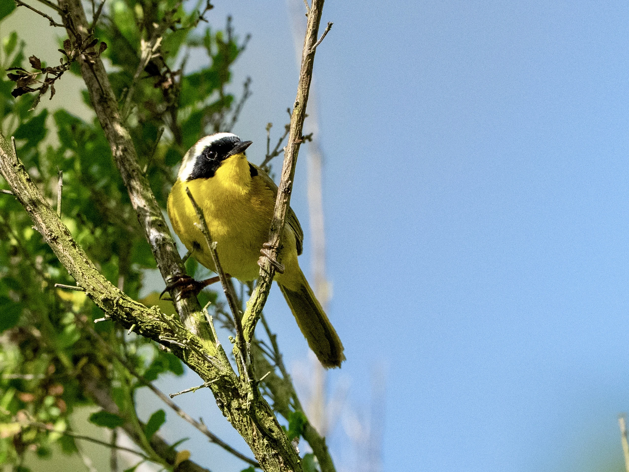 Mile Square Park  (Orange County, CA) Photography & Bird Walk (photo 6 of 6)