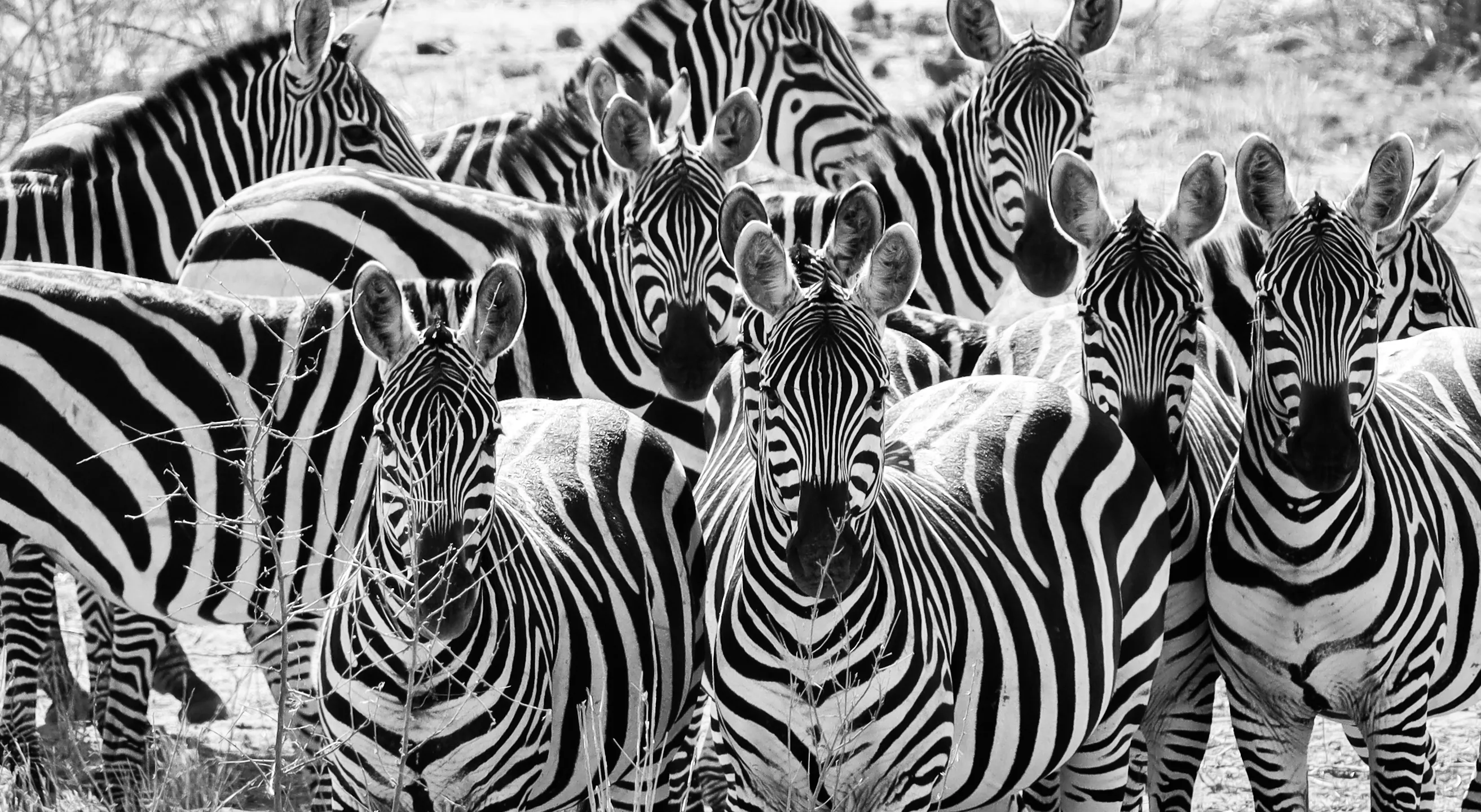 Black and White Photography