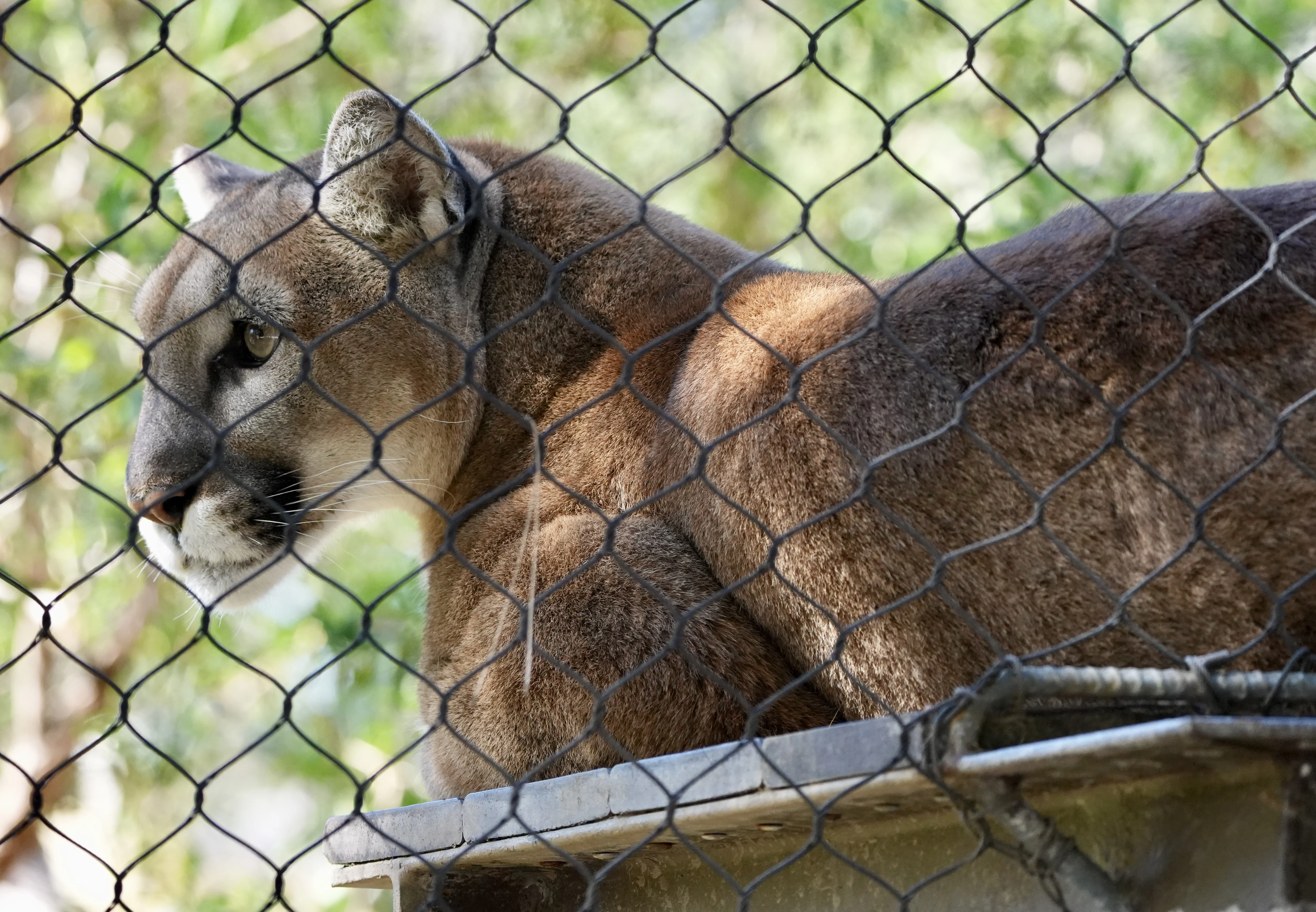 Original photo of Ray the mountain lion before fence removal (photo 1 of 2)