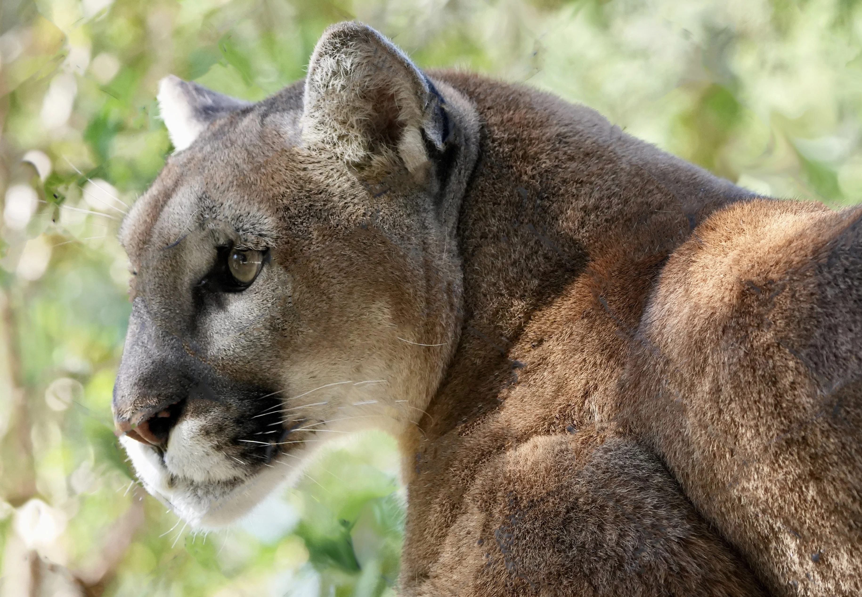 Original photo of Ray the mountain lion before fence removal (photo 2 of 2)