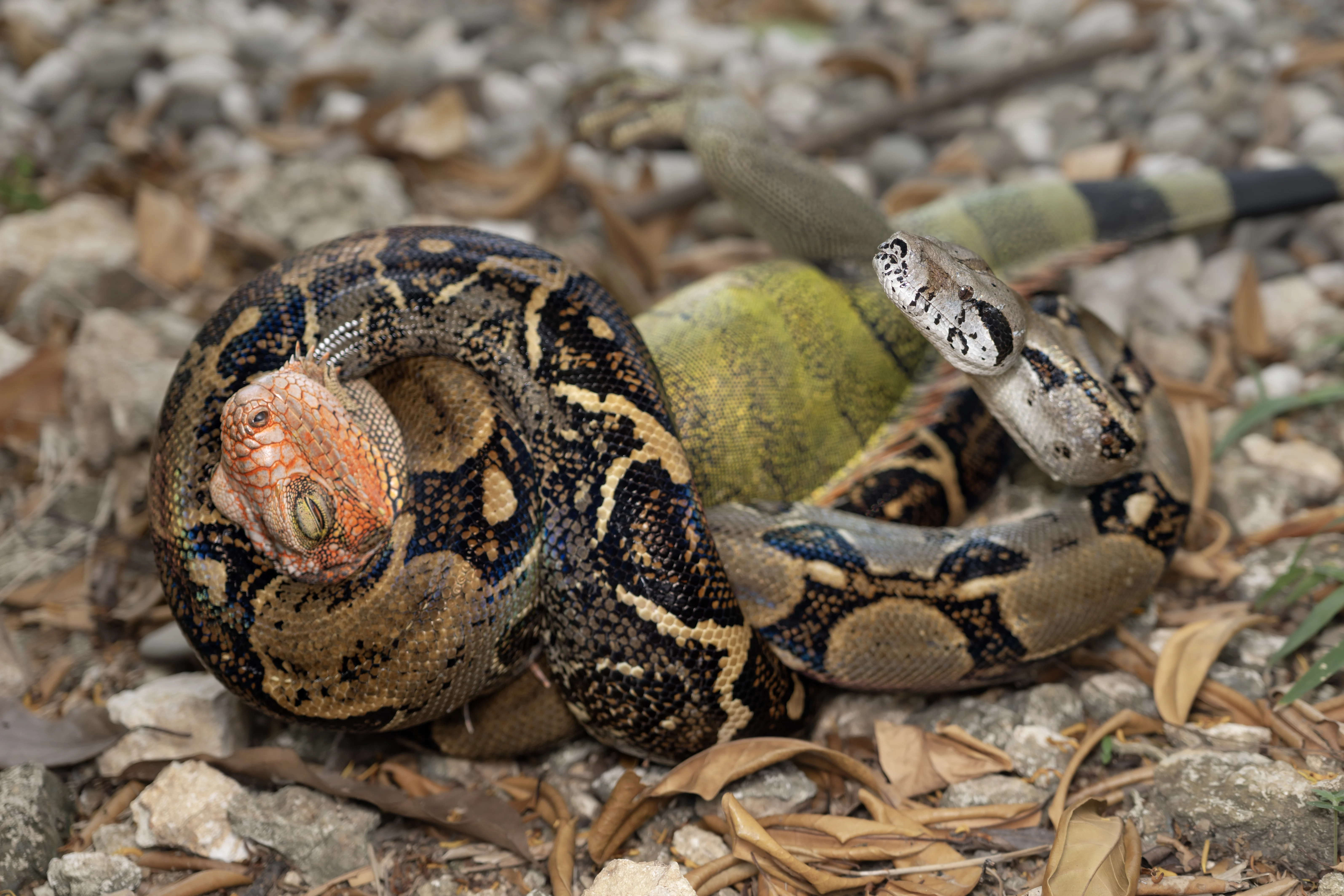 Nature is metal (Costa Rican rain forest edition) (photo 1 of 4)