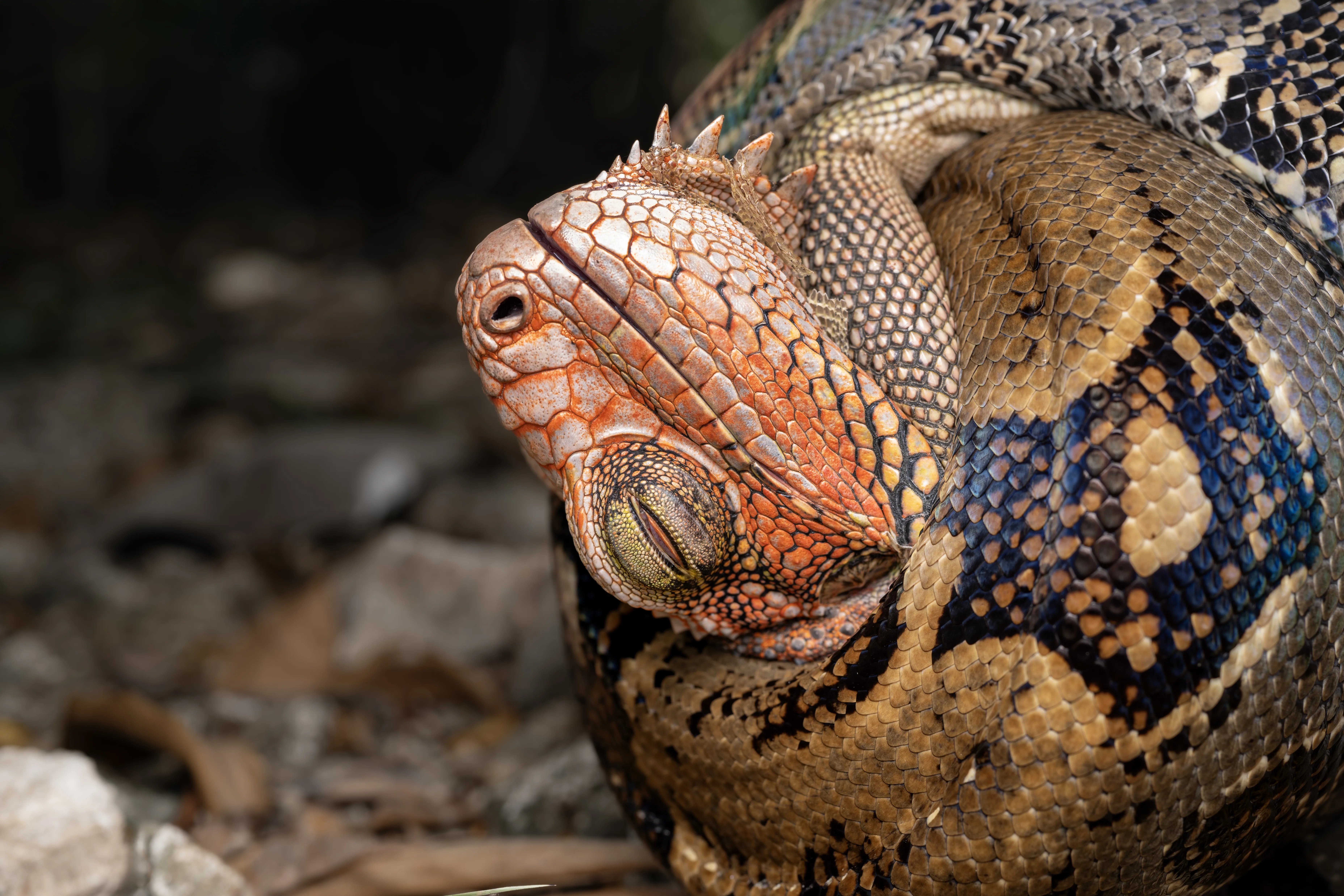 Nature is metal (Costa Rican rain forest edition) (photo 3 of 4)