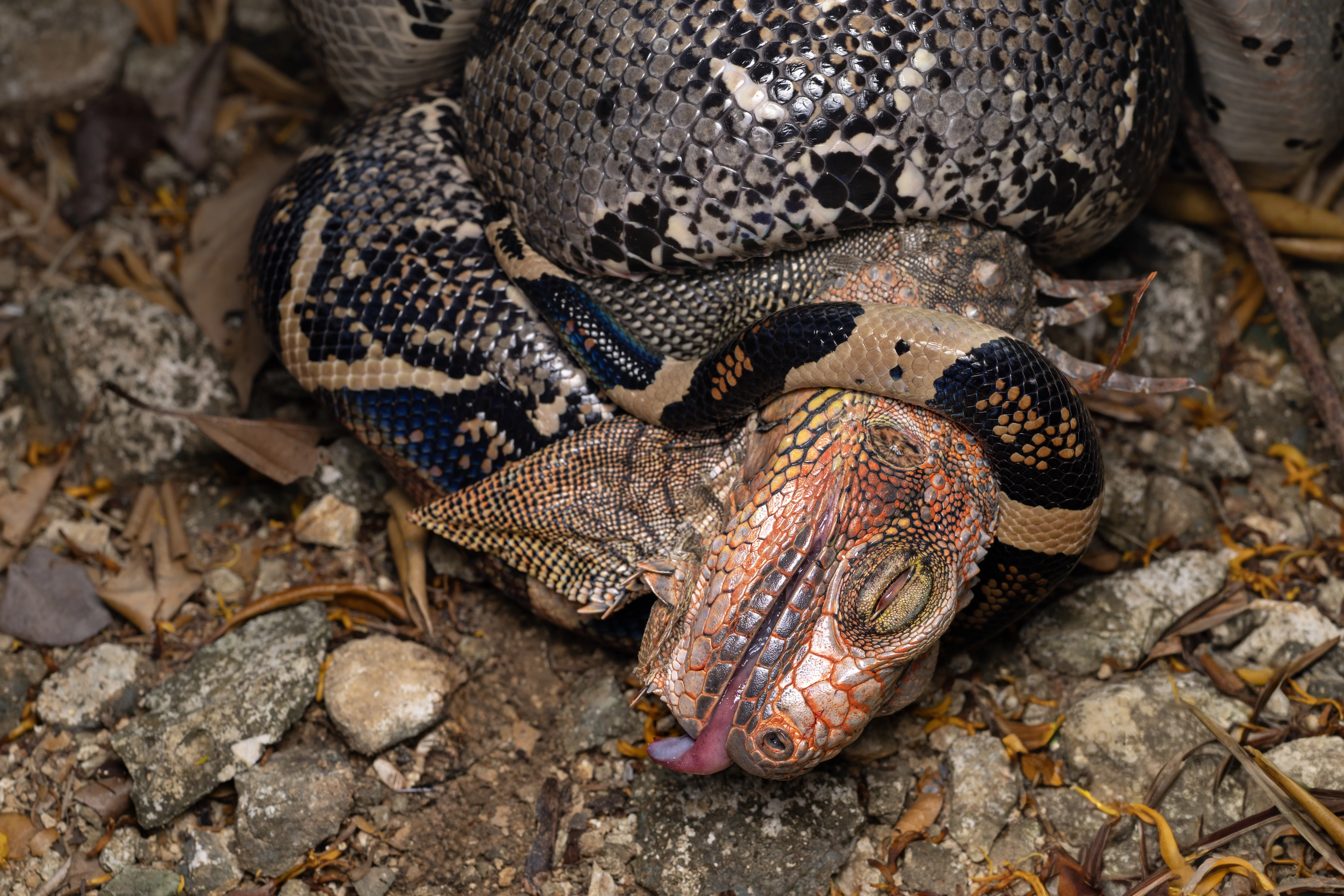 Nature is metal (Costa Rican rain forest edition) (photo 4 of 4)