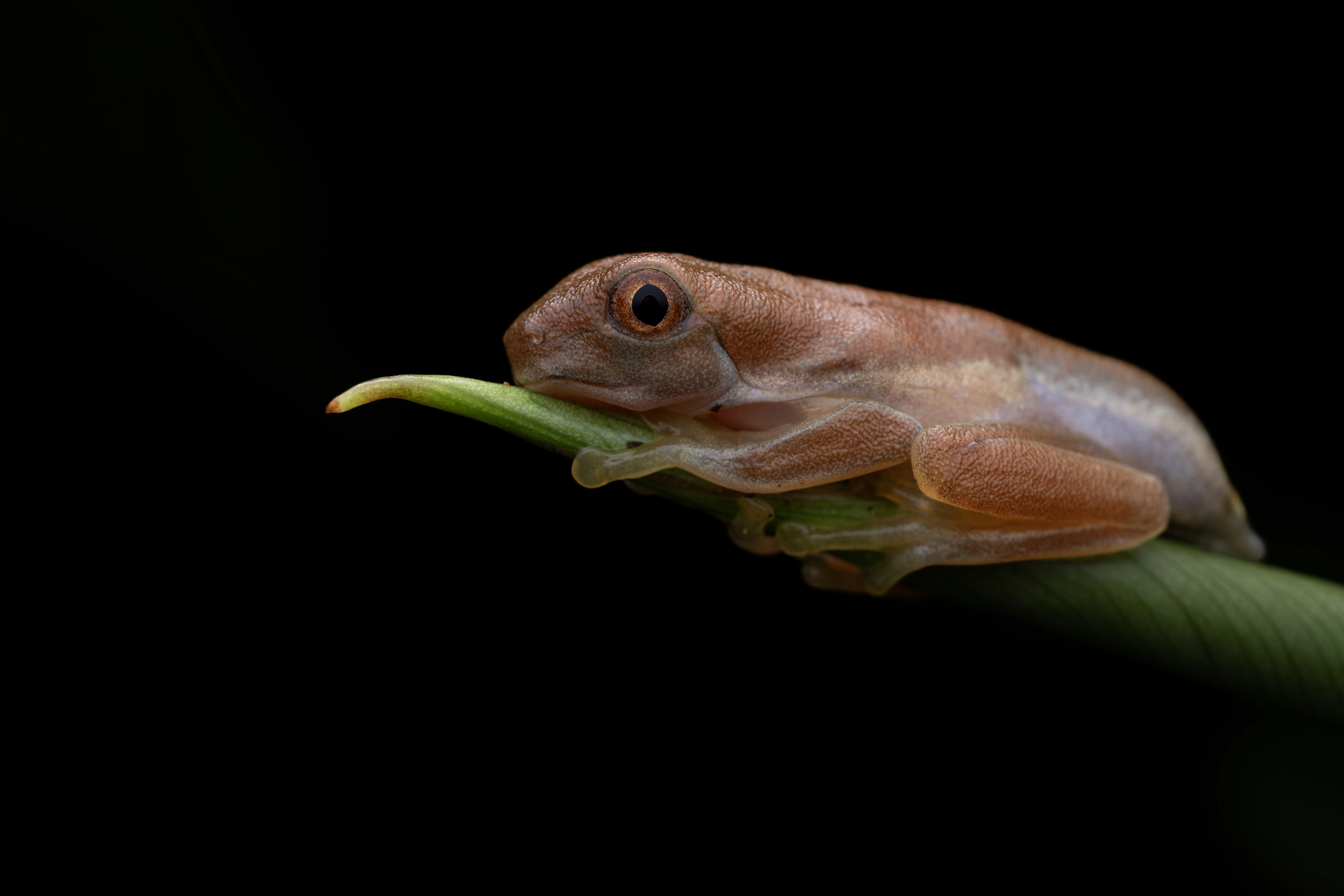 Let's see your macro or close-up shots! (photo 1 of 6)