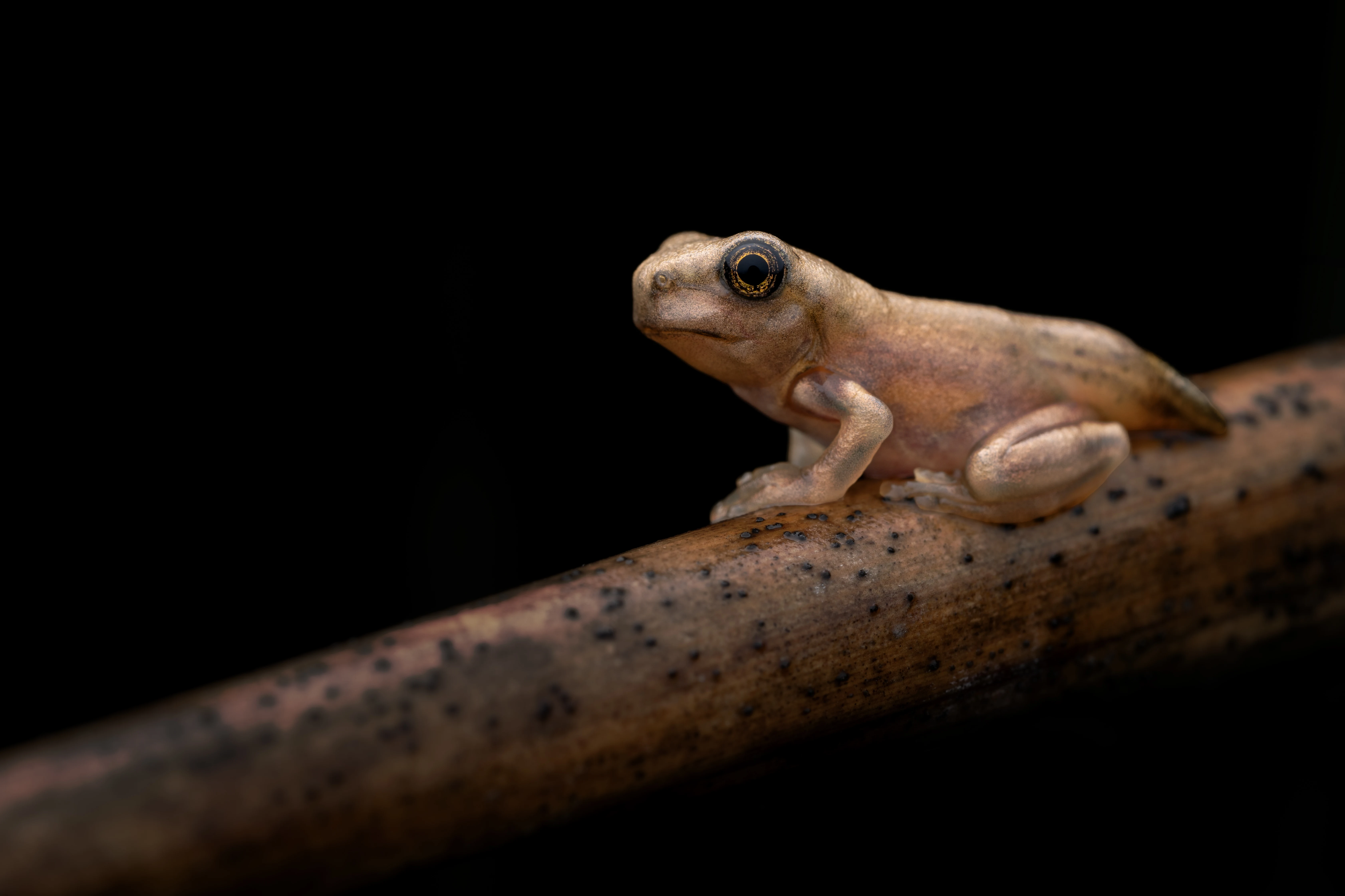 Let's see your macro or close-up shots! (photo 2 of 6)