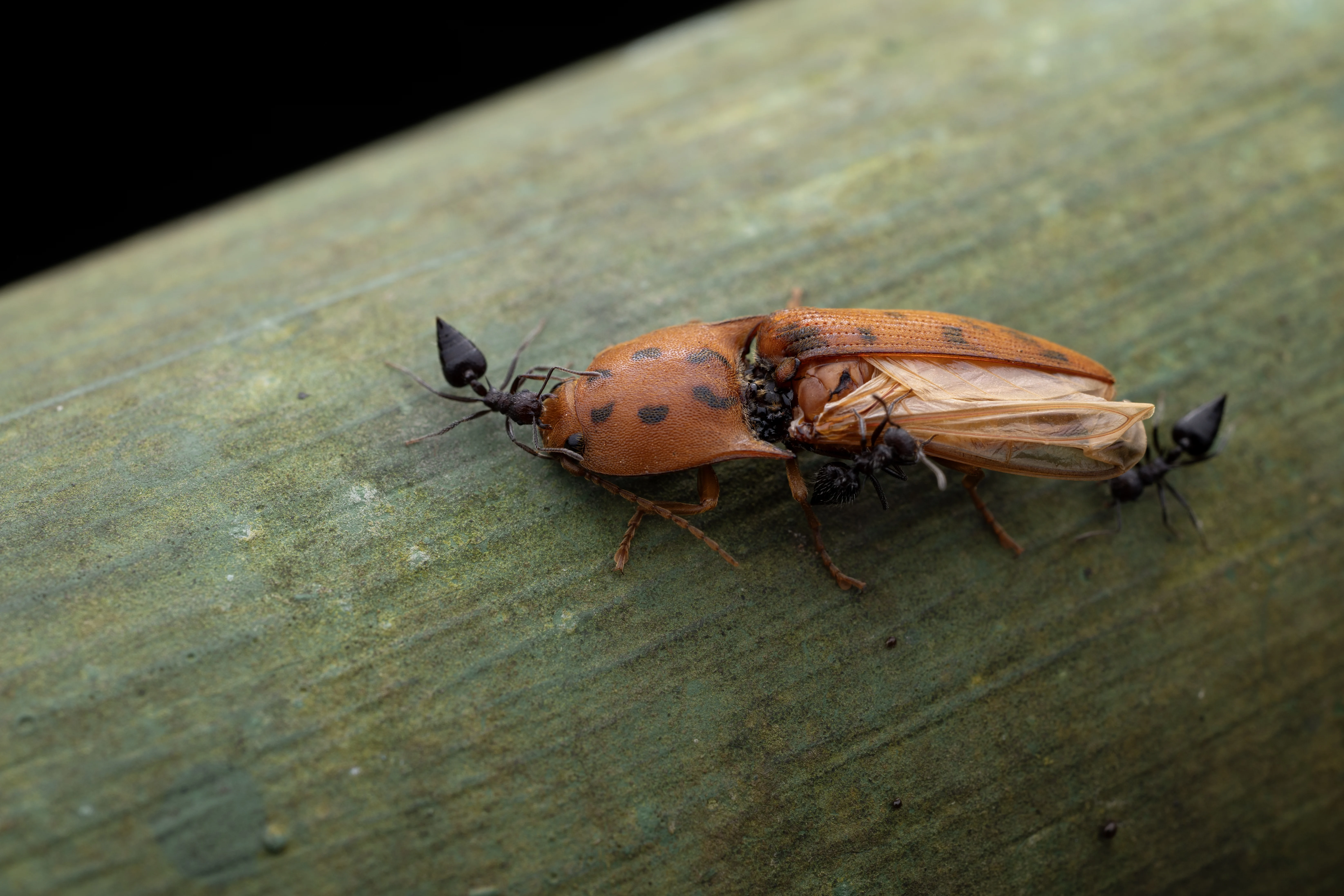 Let's see your macro or close-up shots! (photo 3 of 6)