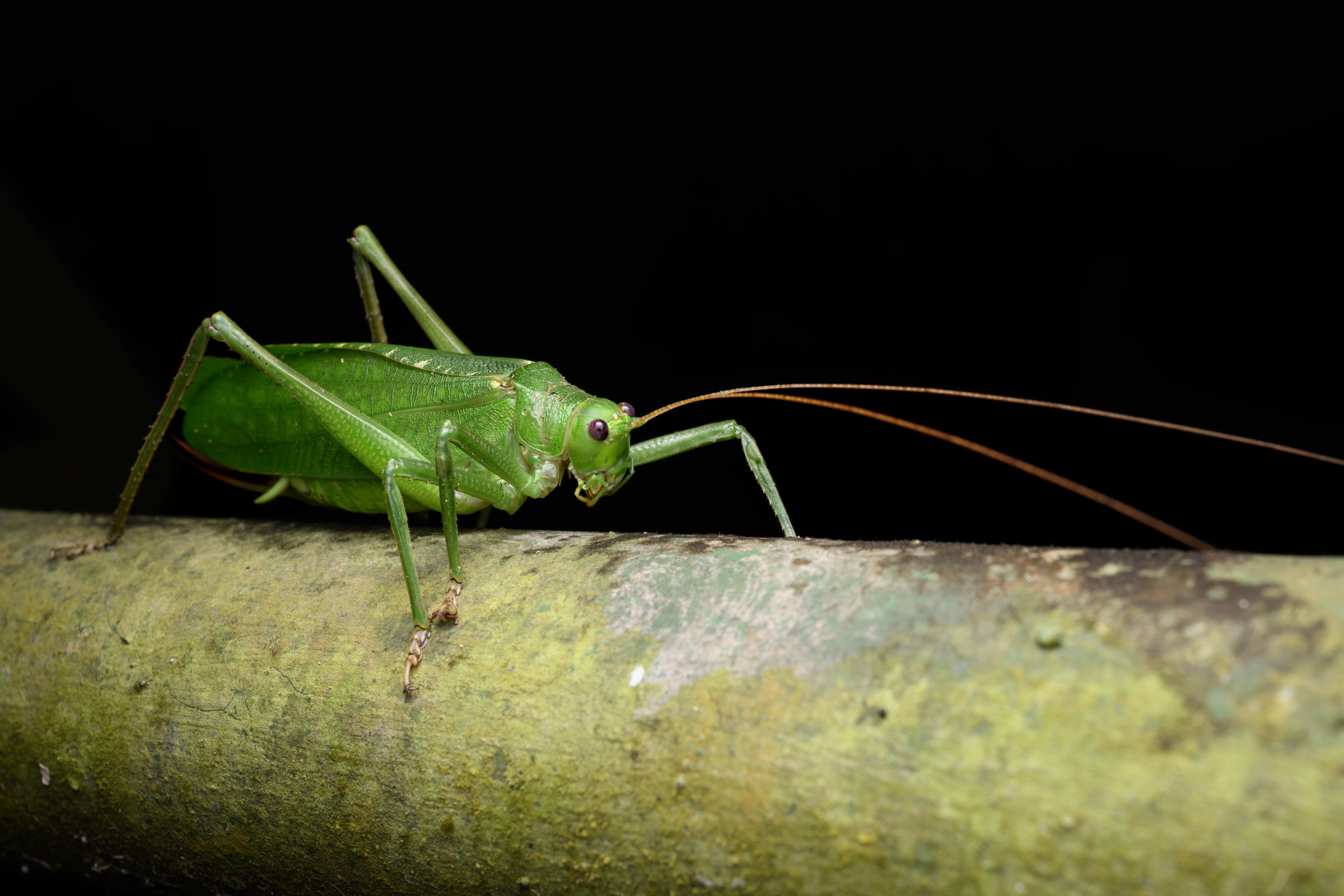 Let's see your macro or close-up shots! (photo 4 of 6)