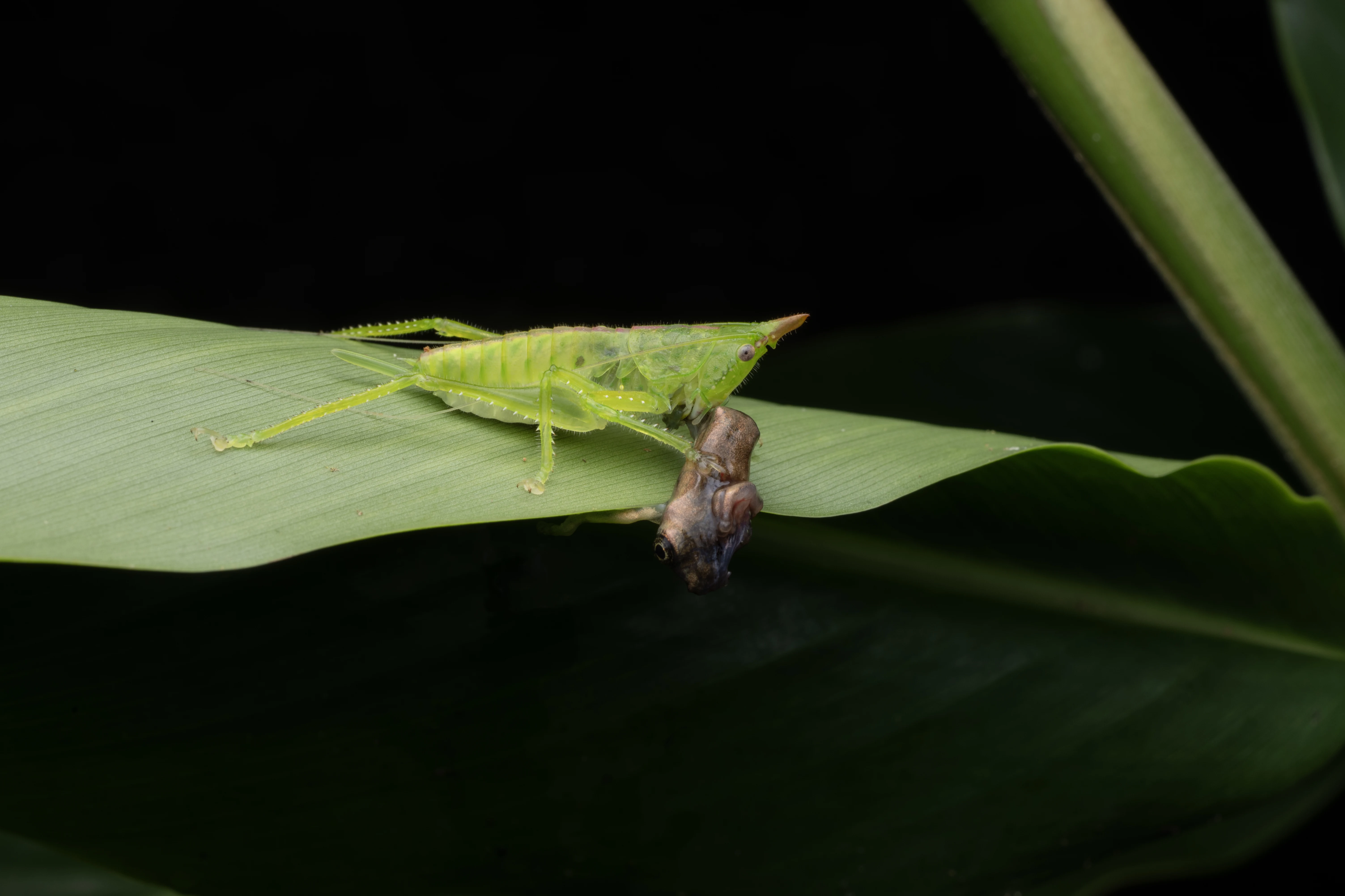 Let's see your macro or close-up shots! (photo 5 of 6)