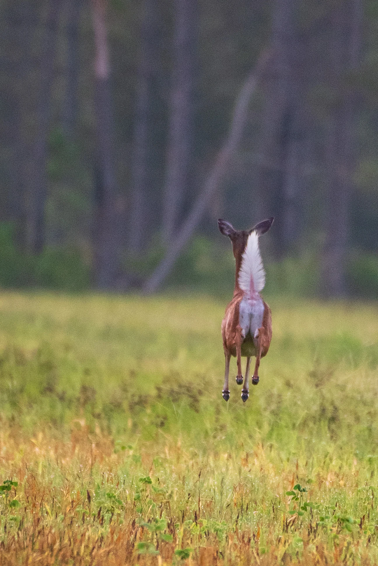 A ramble through my woods; what has kept me energized while shooting wildlife (photo 1 of 6)