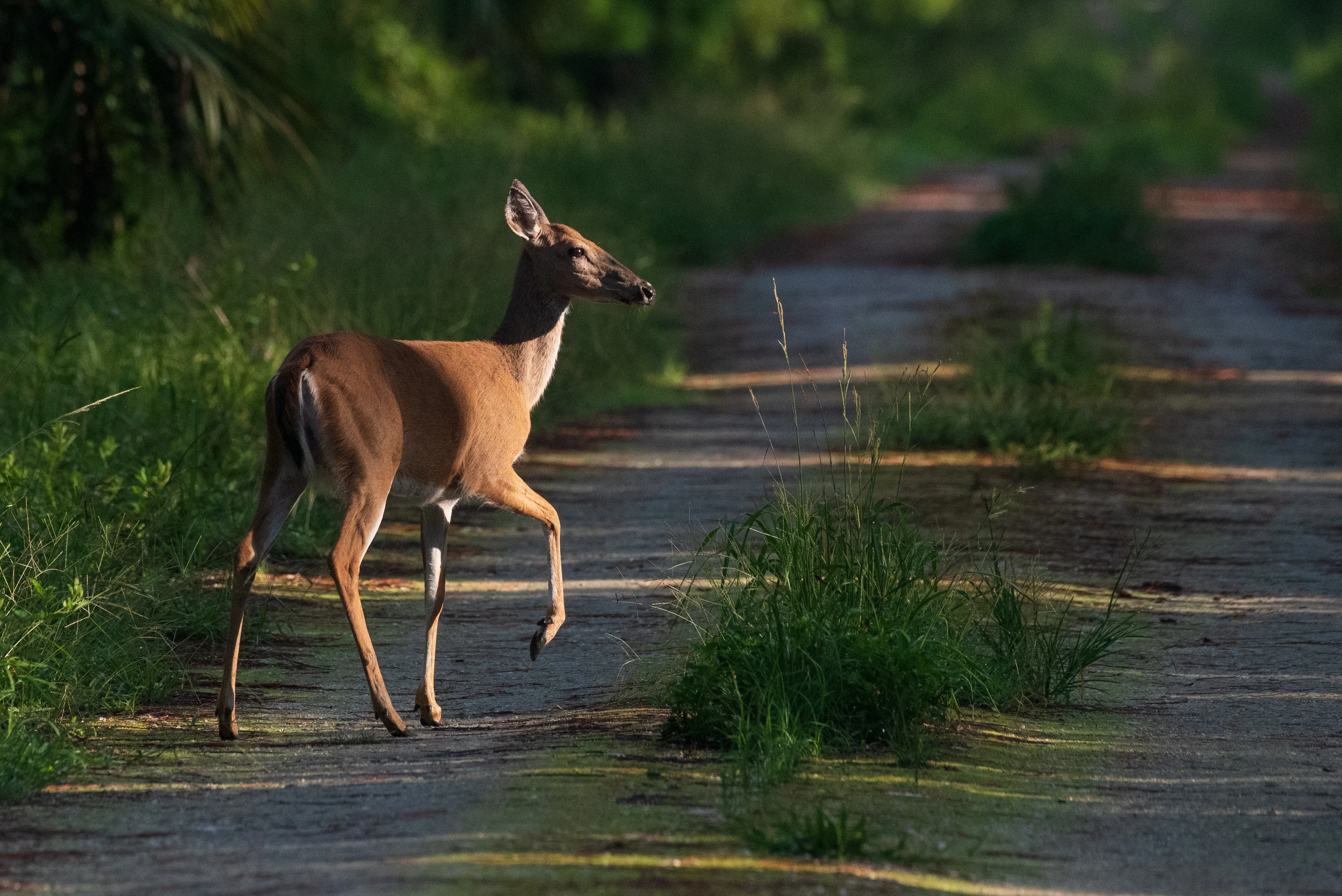 A ramble through my woods; what has kept me energized while shooting wildlife (photo 2 of 6)