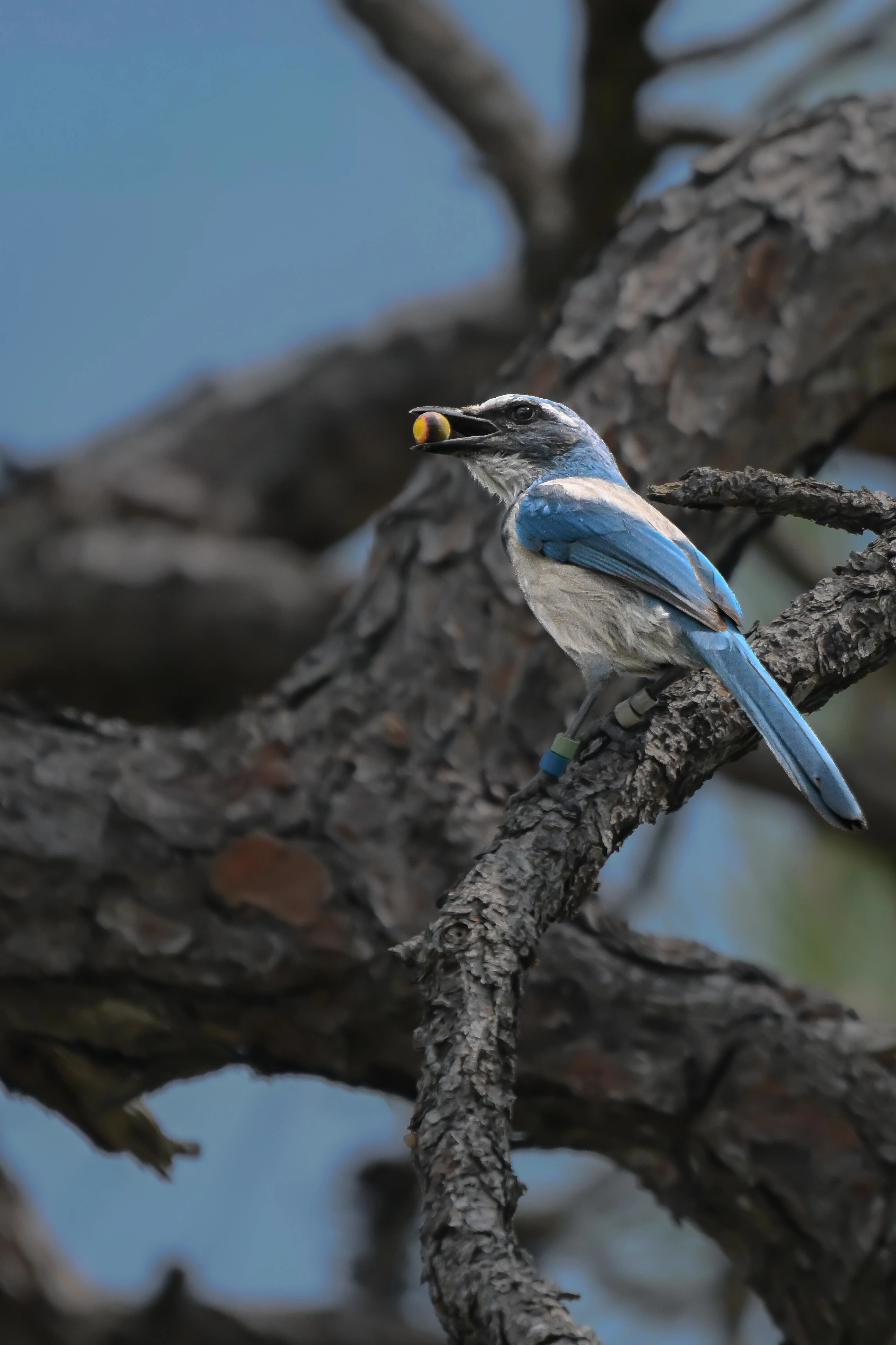 A ramble through my woods; what has kept me energized while shooting wildlife (photo 4 of 6)