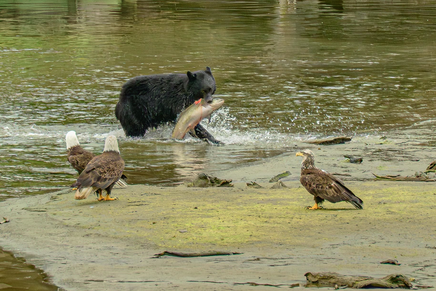 A ramble through my woods; what has kept me energized while shooting wildlife (photo 5 of 6)