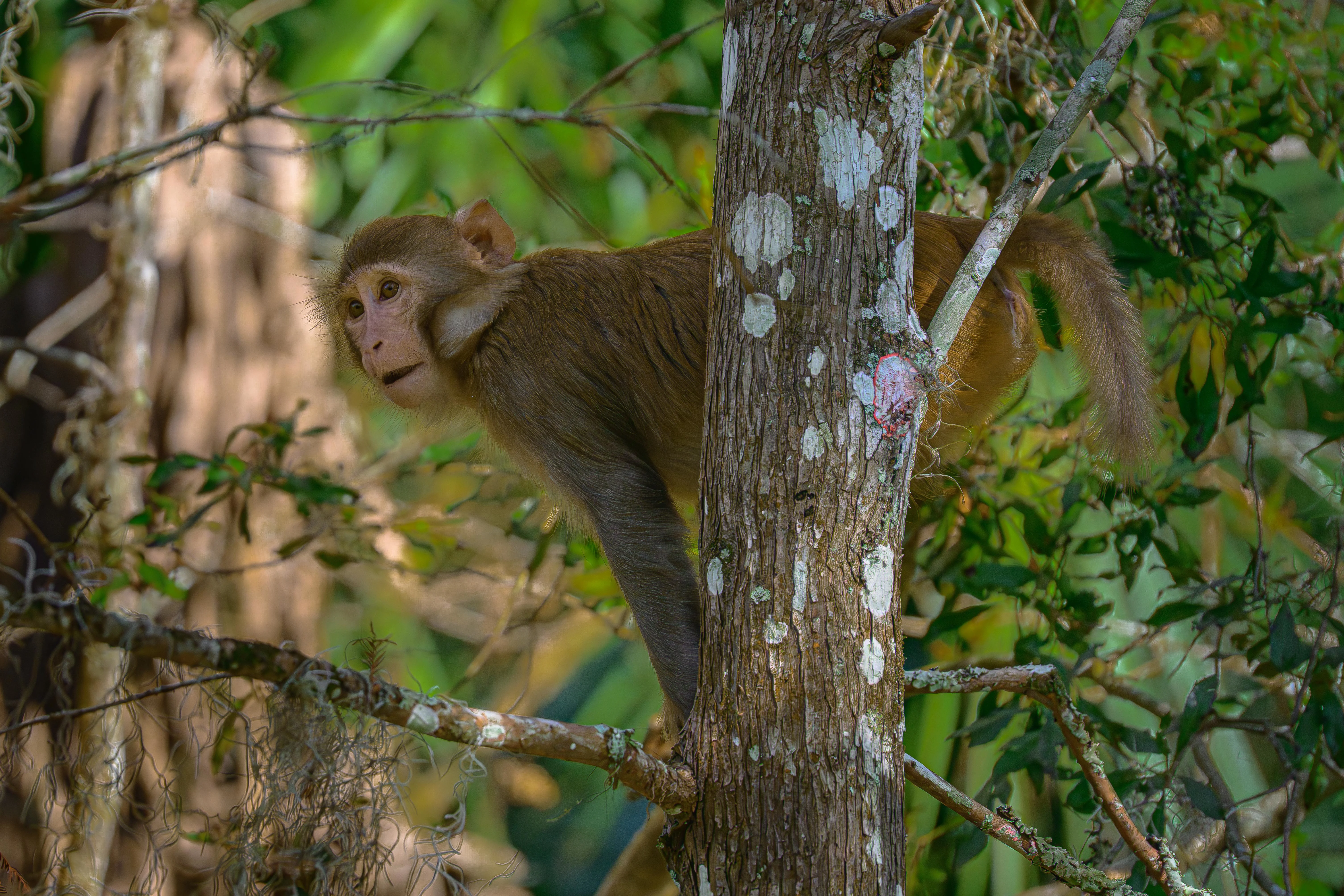 A ramble through my woods; what has kept me energized while shooting wildlife (photo 6 of 6)