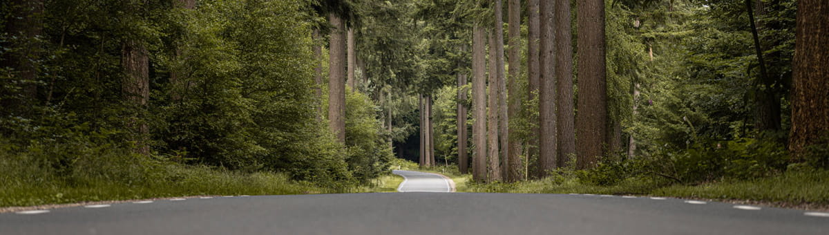 Een groen bos in het zuiden van de Veluwe