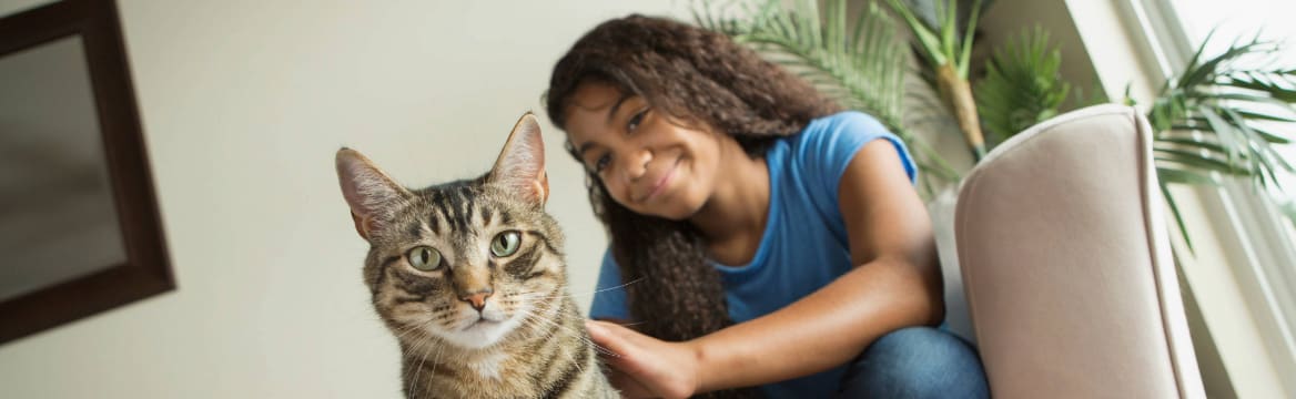 Stappenplan kat verzekeren