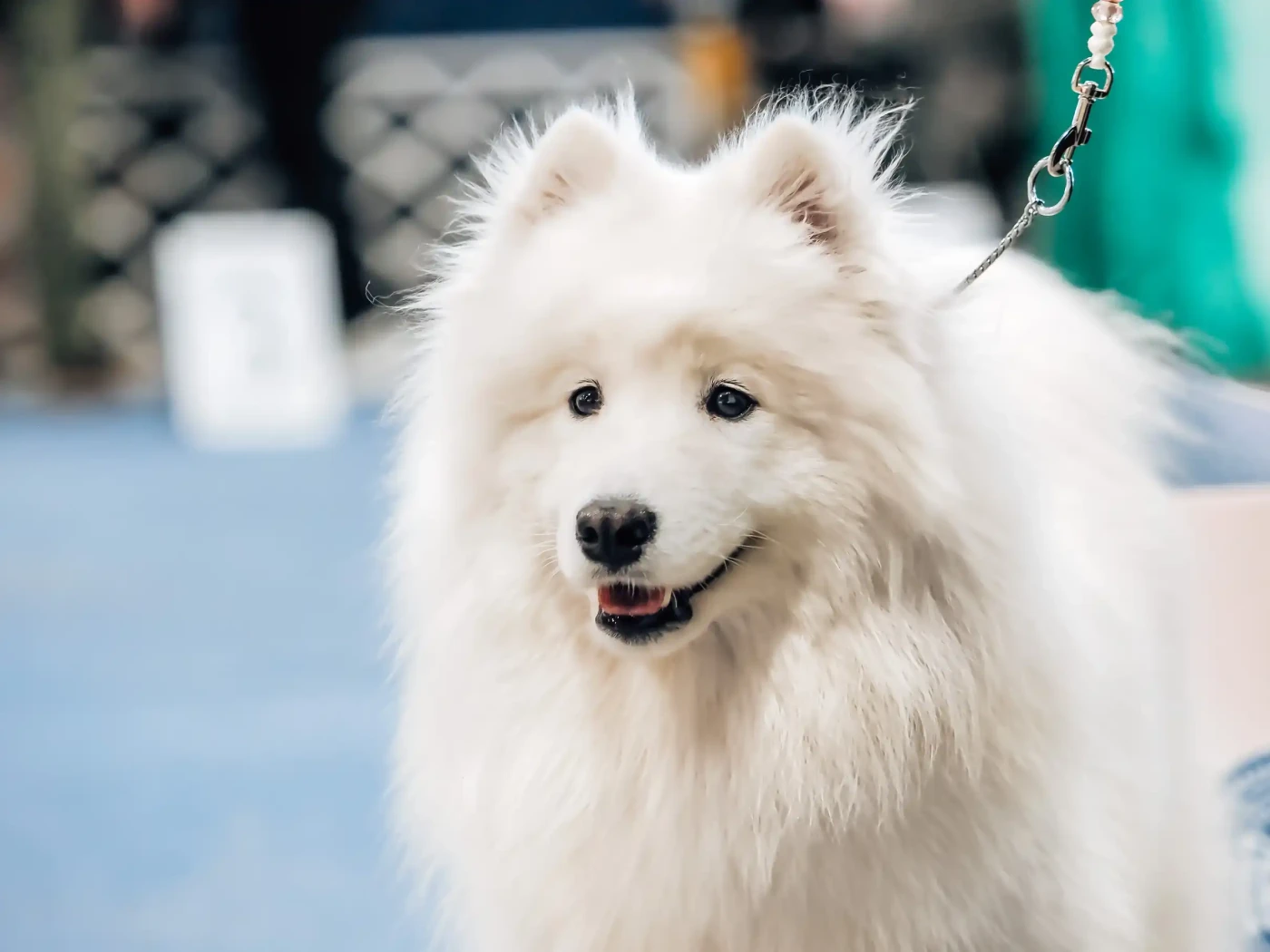 Kiállítási fotózás tippek – PetsMoments Photo