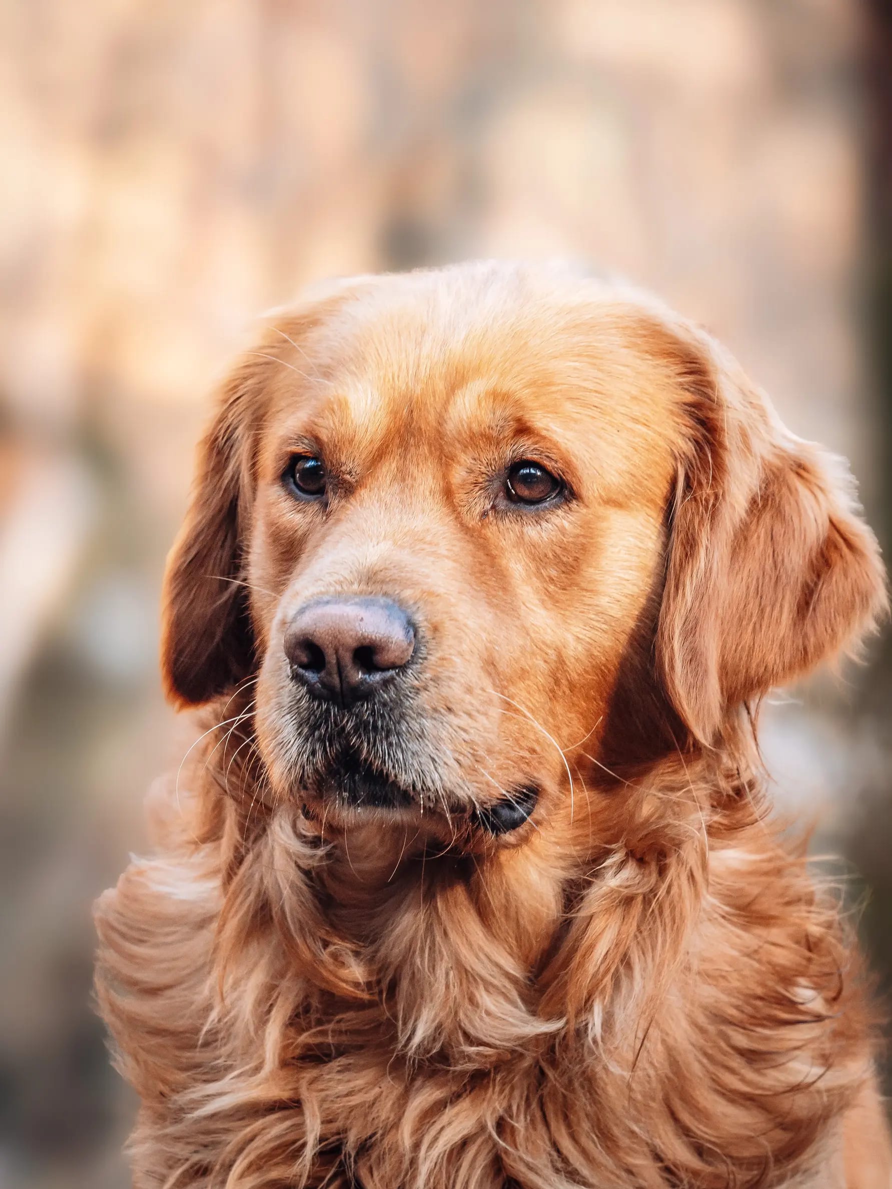 Golden retriever szembenéző portré, elmosódott erdei háttér