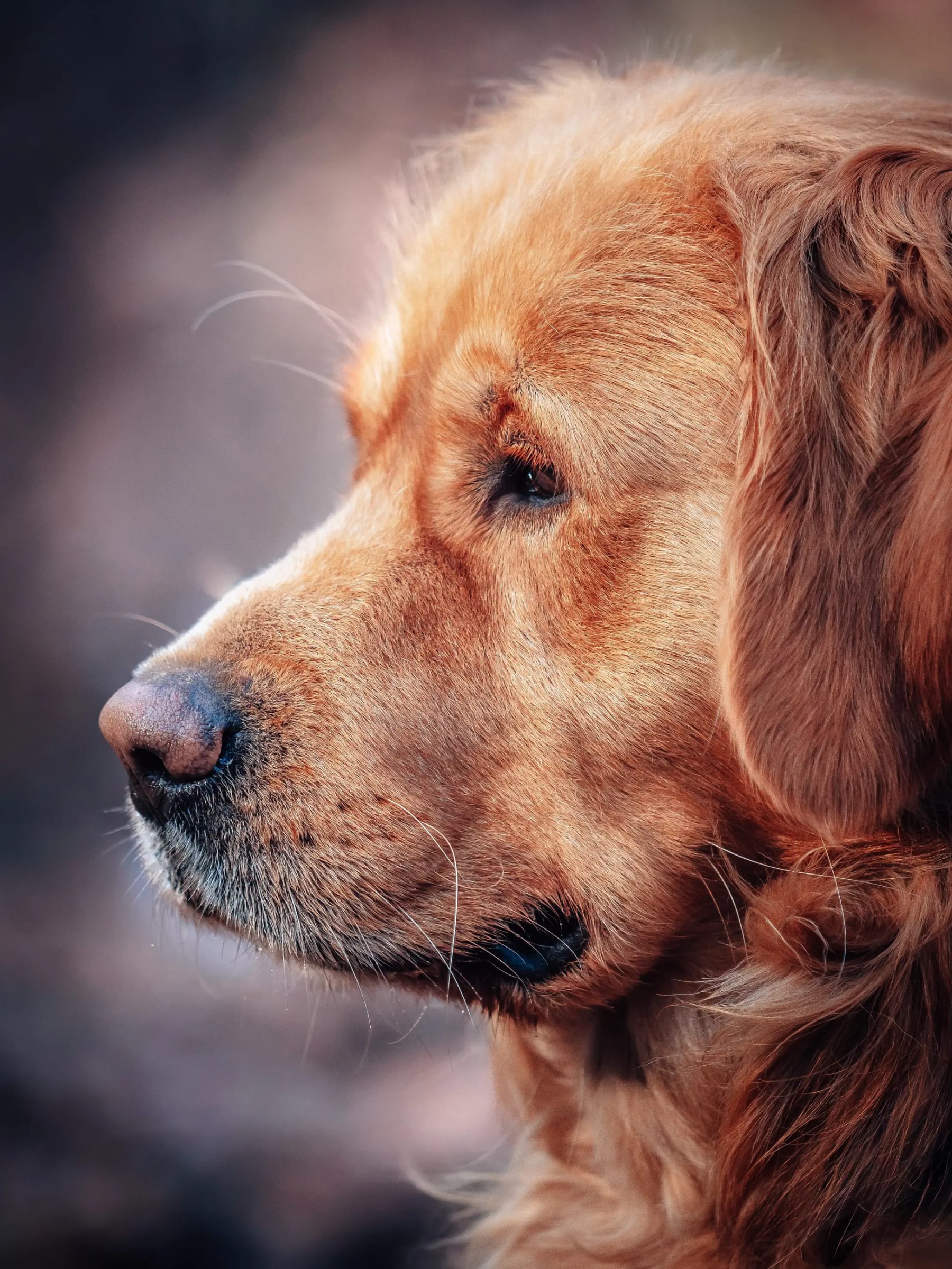 Golden retriever közeli profil portré