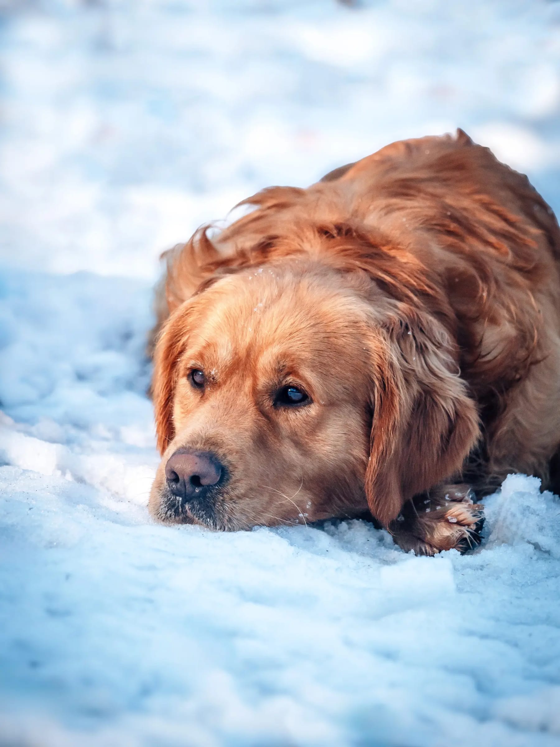 Golden retriever a hóban fekszik, fejét a mancsán pihentetve