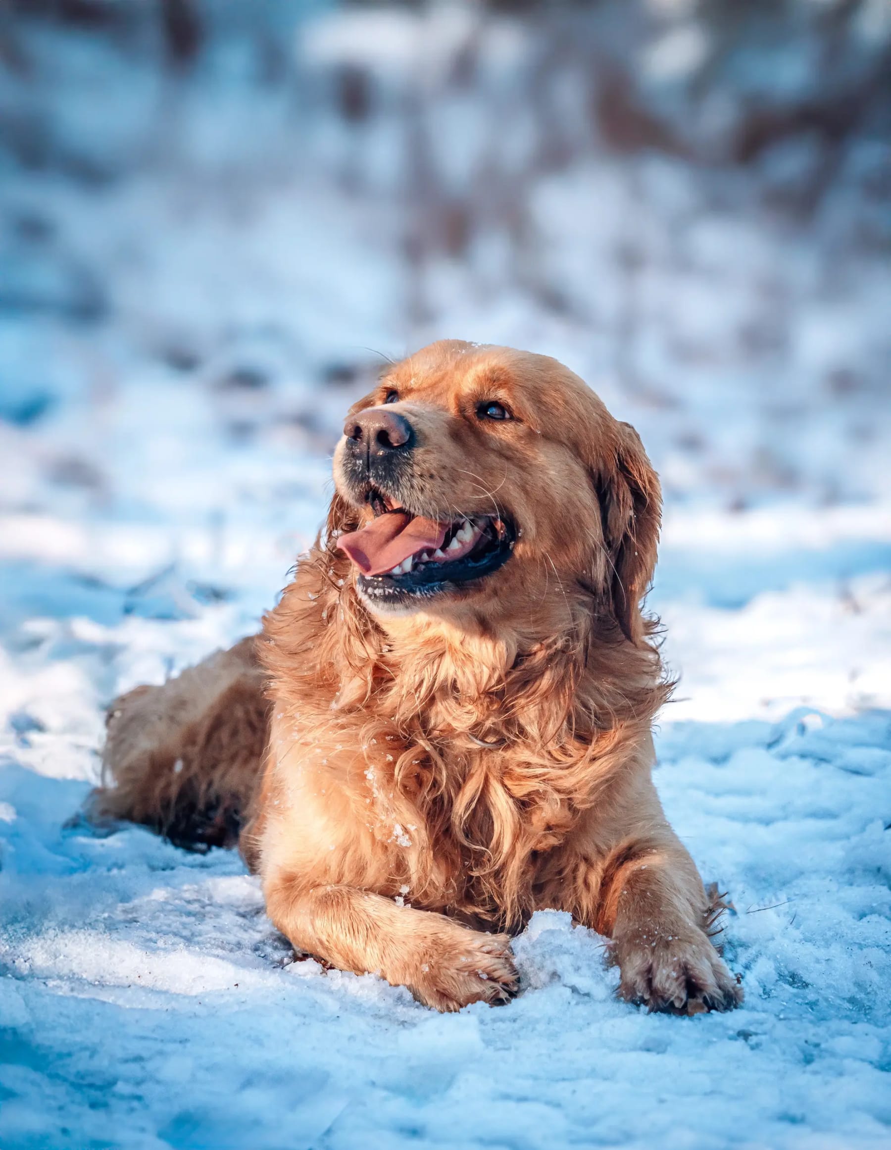 Mosolygó golden retriever fekszik a hóban
