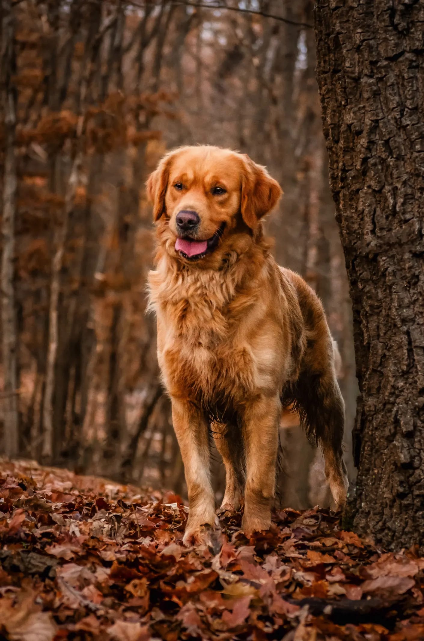 Golden retriever áll az őszi avarban egy fa mellett