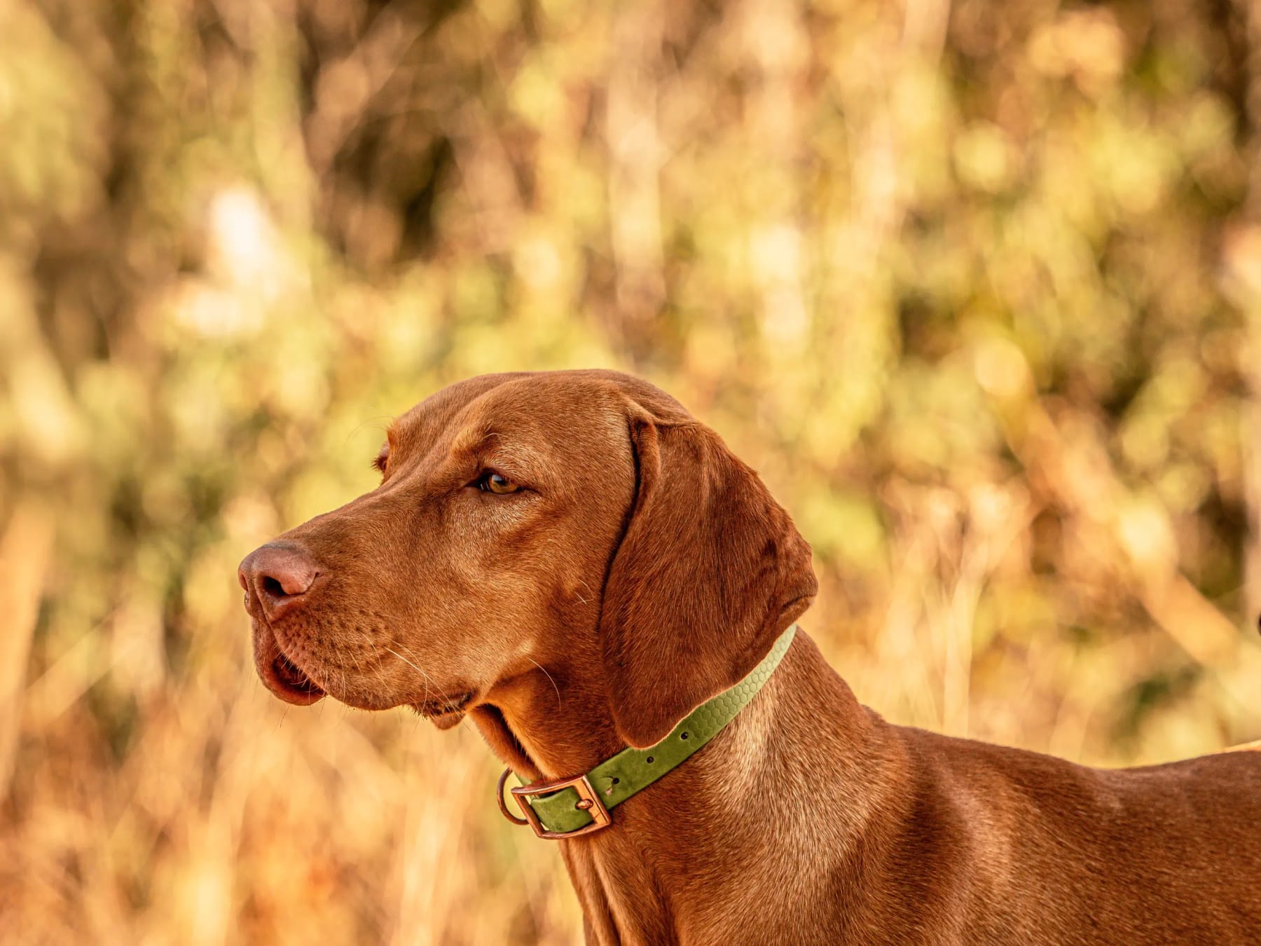 Magyar vizsla profilból, zöld nyakörvvel, őszi háttér előtt