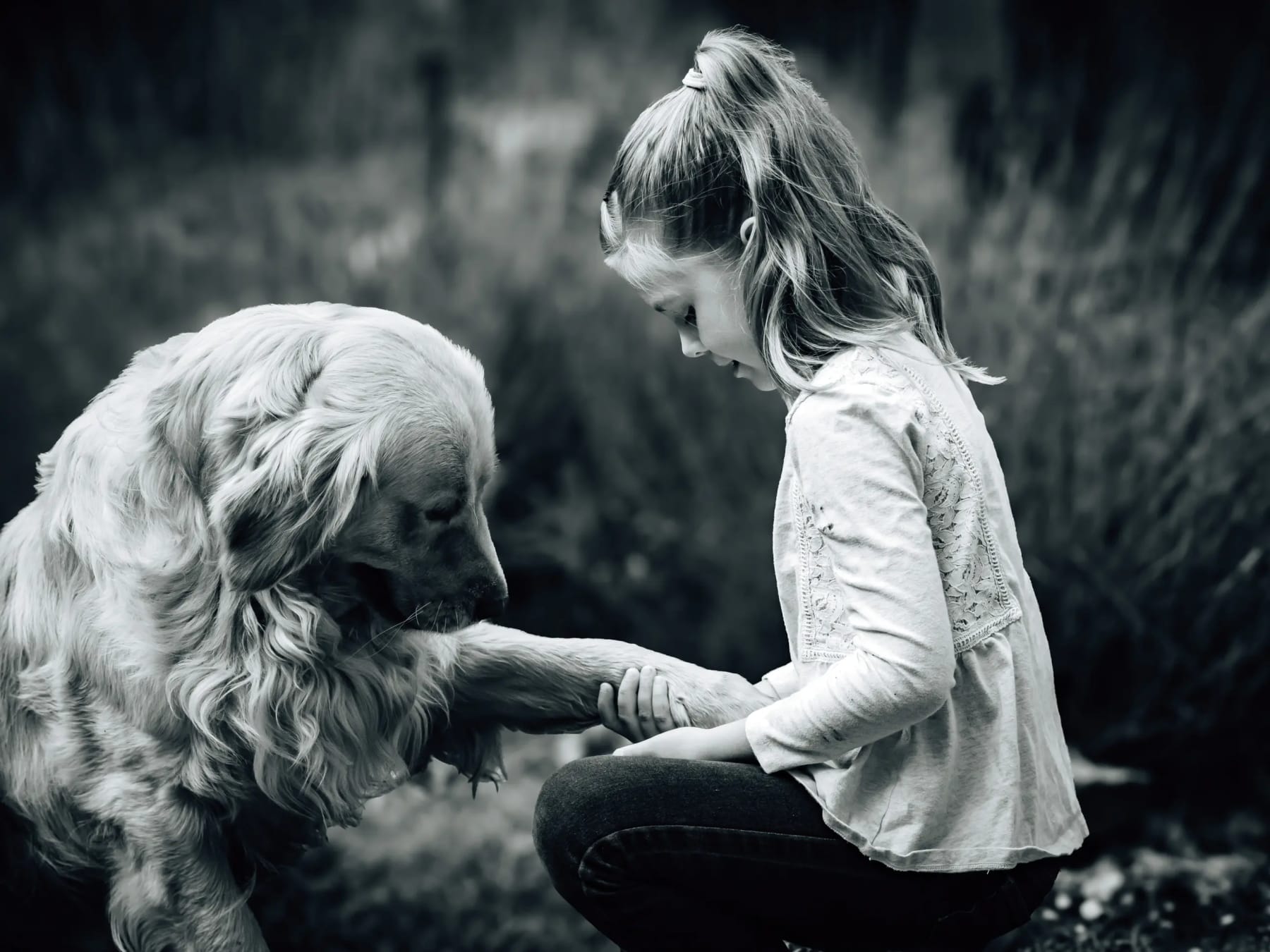Fekete-fehér kép: golden retriever pacsit ad egy kislánynak