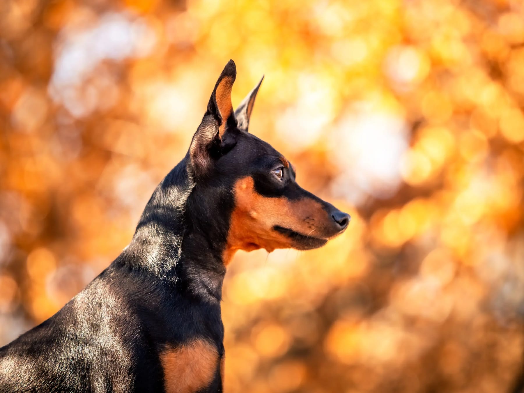 Törpe pincser profilból, aranyló bokeh háttér előtt