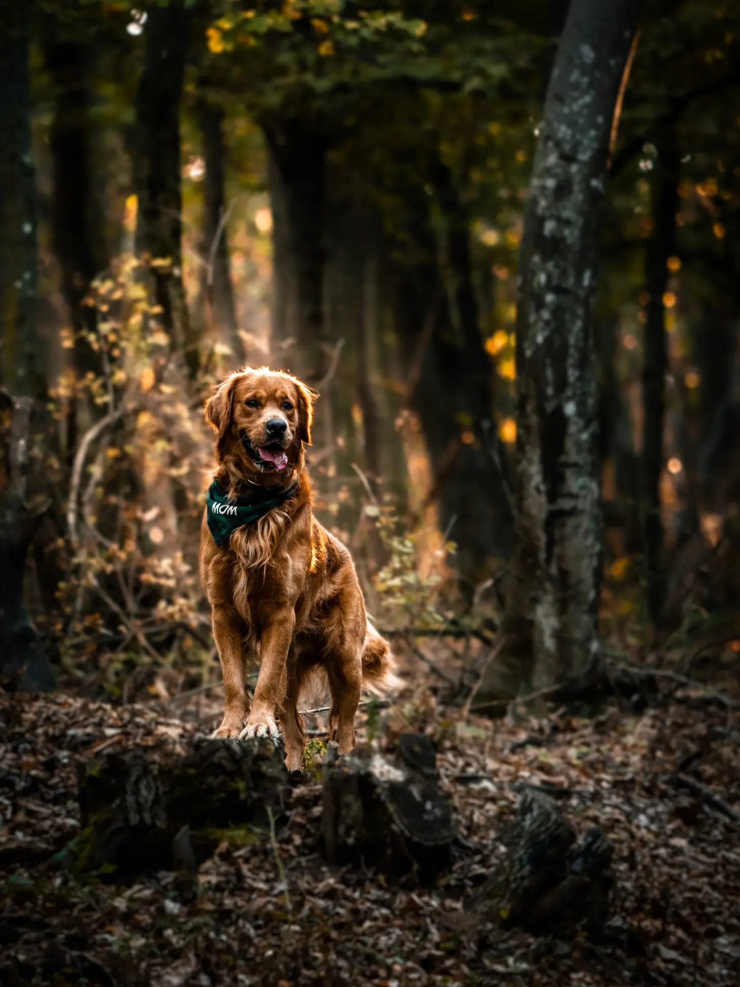 Golden retriever fatönkön ül az erdő közepén