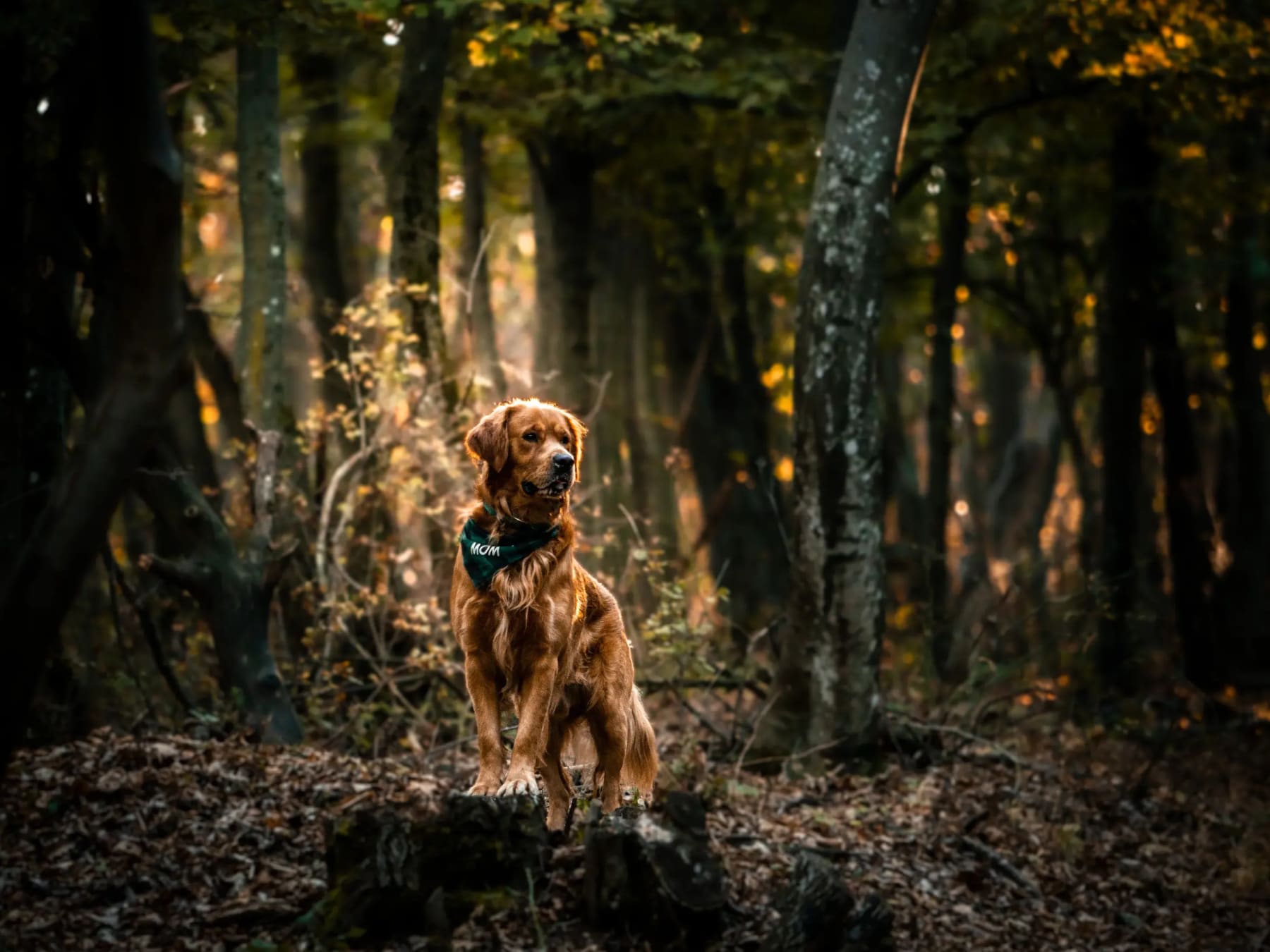 Golden retriever egy fatönkön áll a sötét erdőben
