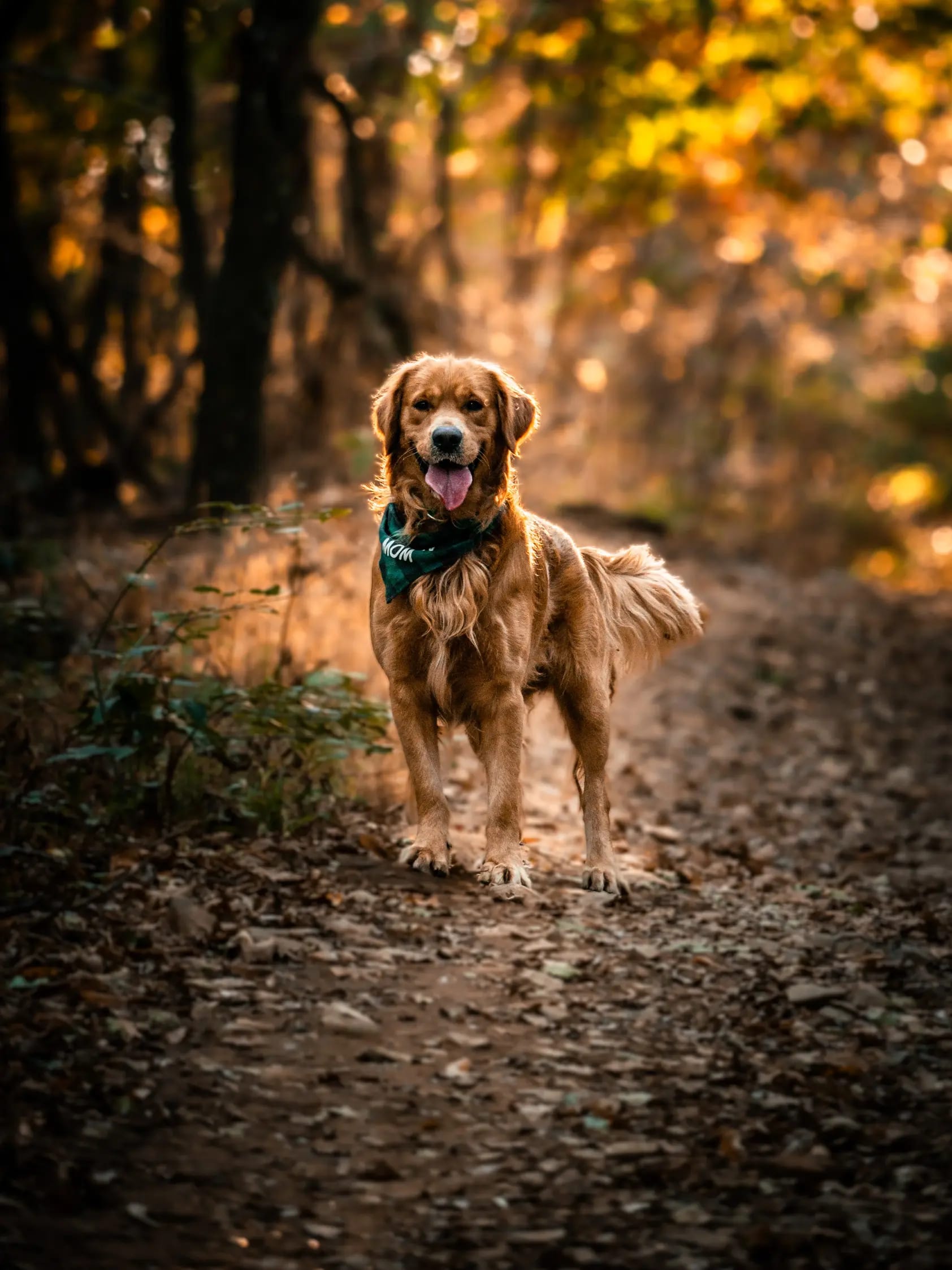 Mosolygó golden retriever áll az őszi erdei ösvényen