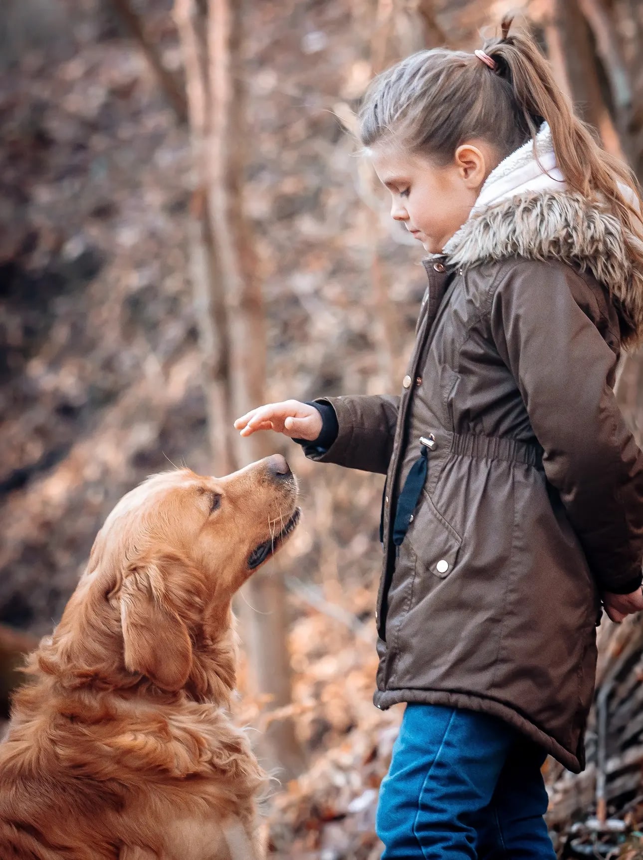 Kislány jutalomfalatot ad golden retrieverének az őszi erdőben