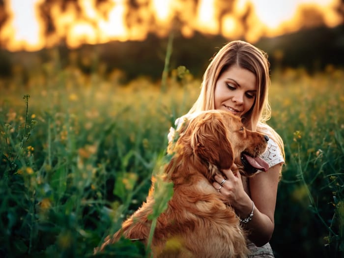 Nő és golden retriever egymásra néznek naplementében a mezőn