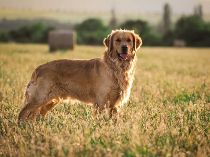 Golden retriever áll a nyári mezőn, háttérben szalmabála