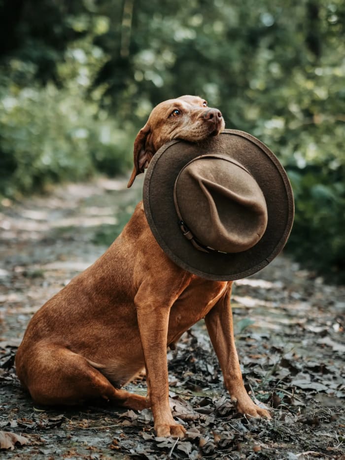 Vizsla ül az erdei úton, szájában vadászkalap
