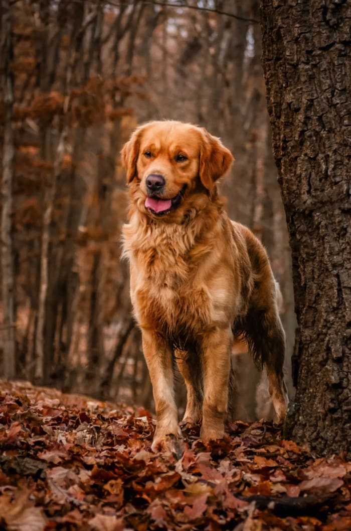 Golden retriever áll az őszi avarban egy fa mellett