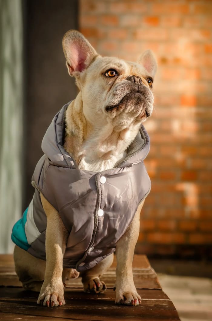 Francia bulldog mellényben, téglafal előtt felfelé néz