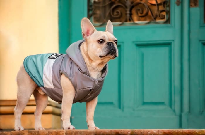 Francia bulldog mellényben, türkiz ajtó előtt