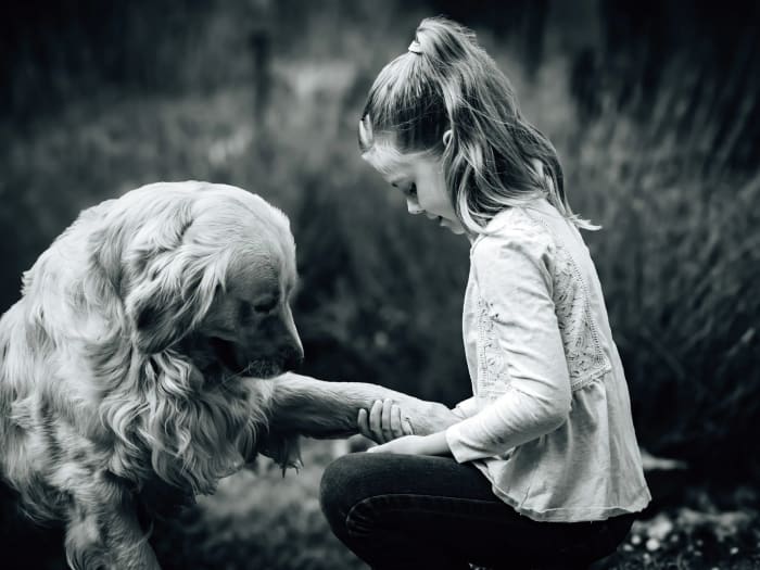 Fekete-fehér kép: golden retriever pacsit ad egy kislánynak