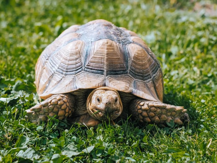 Nagy szárazföldi teknős sétál a zöld fűben
