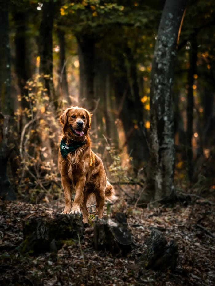 Golden retriever fatönkön ül az erdő közepén