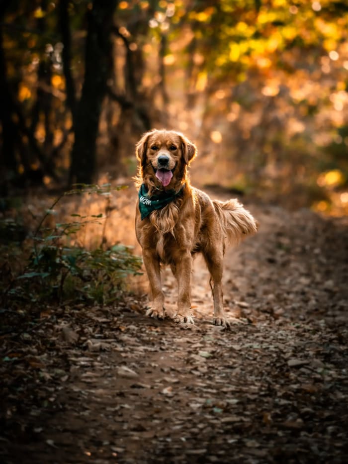 Mosolygó golden retriever áll az őszi erdei ösvényen