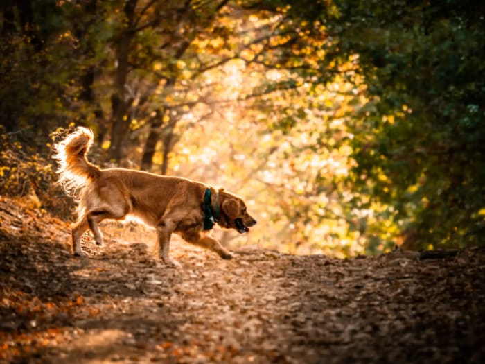 Golden retriever ellenfényes erdei ösvényen