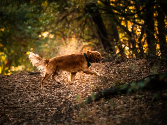 Golden retriever sétál az erdei avaron, háttérben napfényes fák