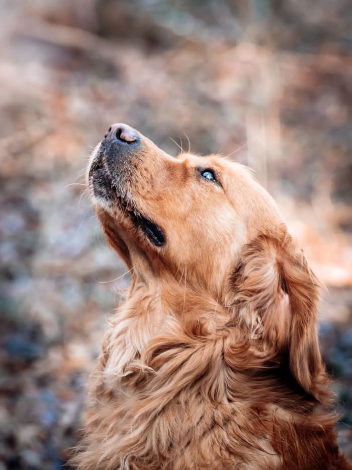Felfelé néző golden retriever portré őszi erdőben