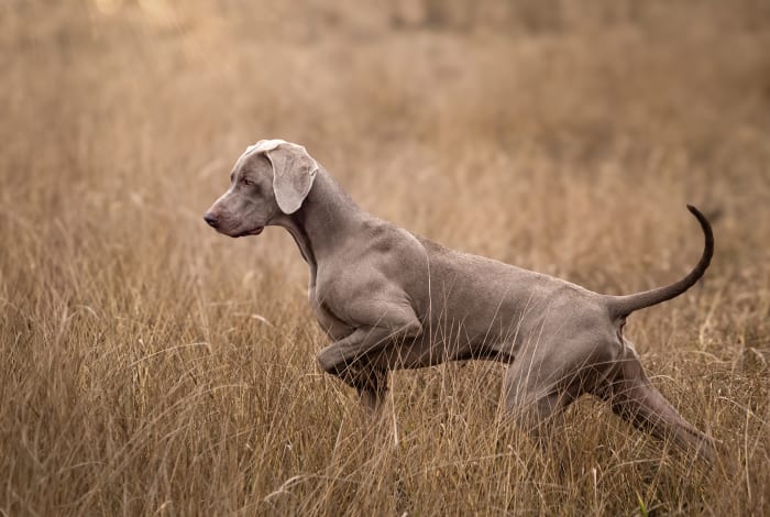 Weimari vizsla
