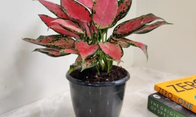 Jagdamba farms and nursery