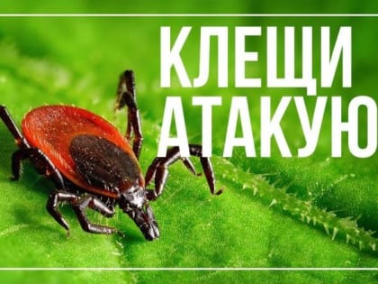 Сезон в разгаре
