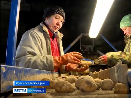 Золотистая картофельная нематода исчезла с костромских полей