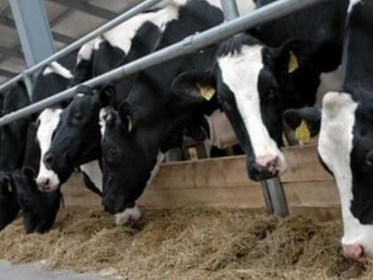 Сельхозпроизводители могут получить субсидии на создание или реконструкцию объектов АПК